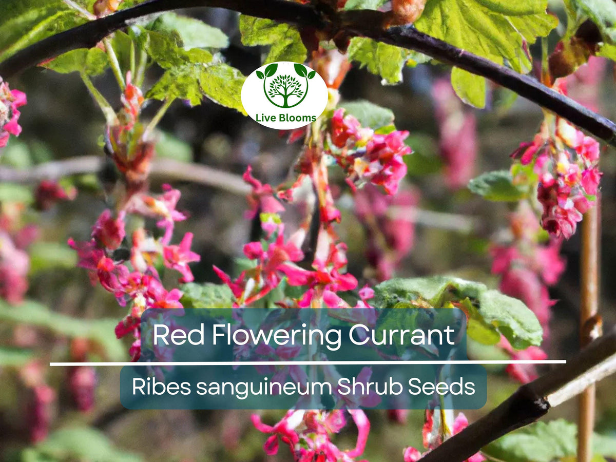 10 Red Flowering Currant Shrub Seeds, Hardy Ornamental Hedge (Ribes sanguineum), Spring Blooms, Attracts Pollinators