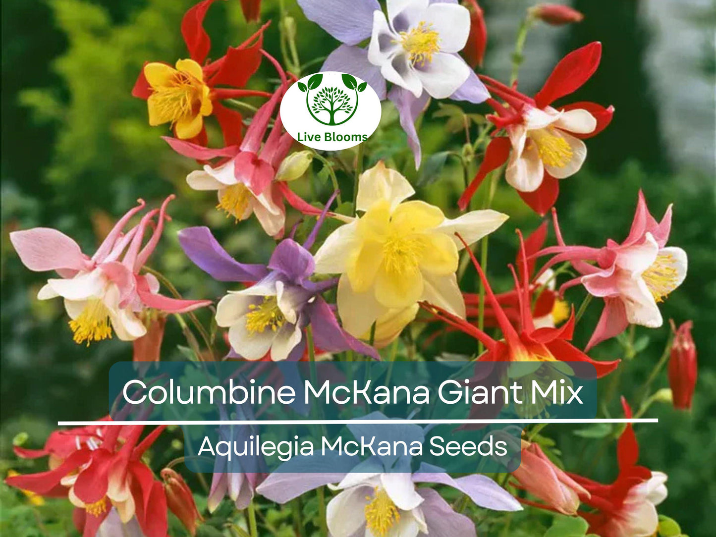 500 Seeds Columbine McKana Giant Mix - Perennial Non-GMO Flowers for Pollinators