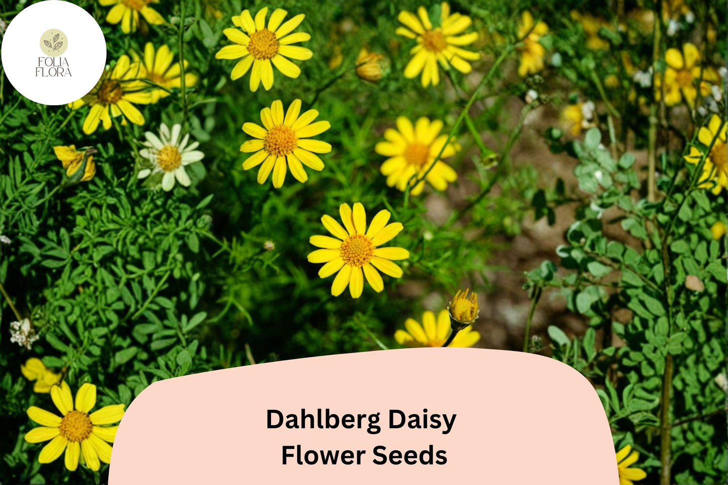 200+ Dahlberg Daisy Seeds | Thymophylla tenuiloba | Golden Yellow Annual Flowers for Sunny Gardens