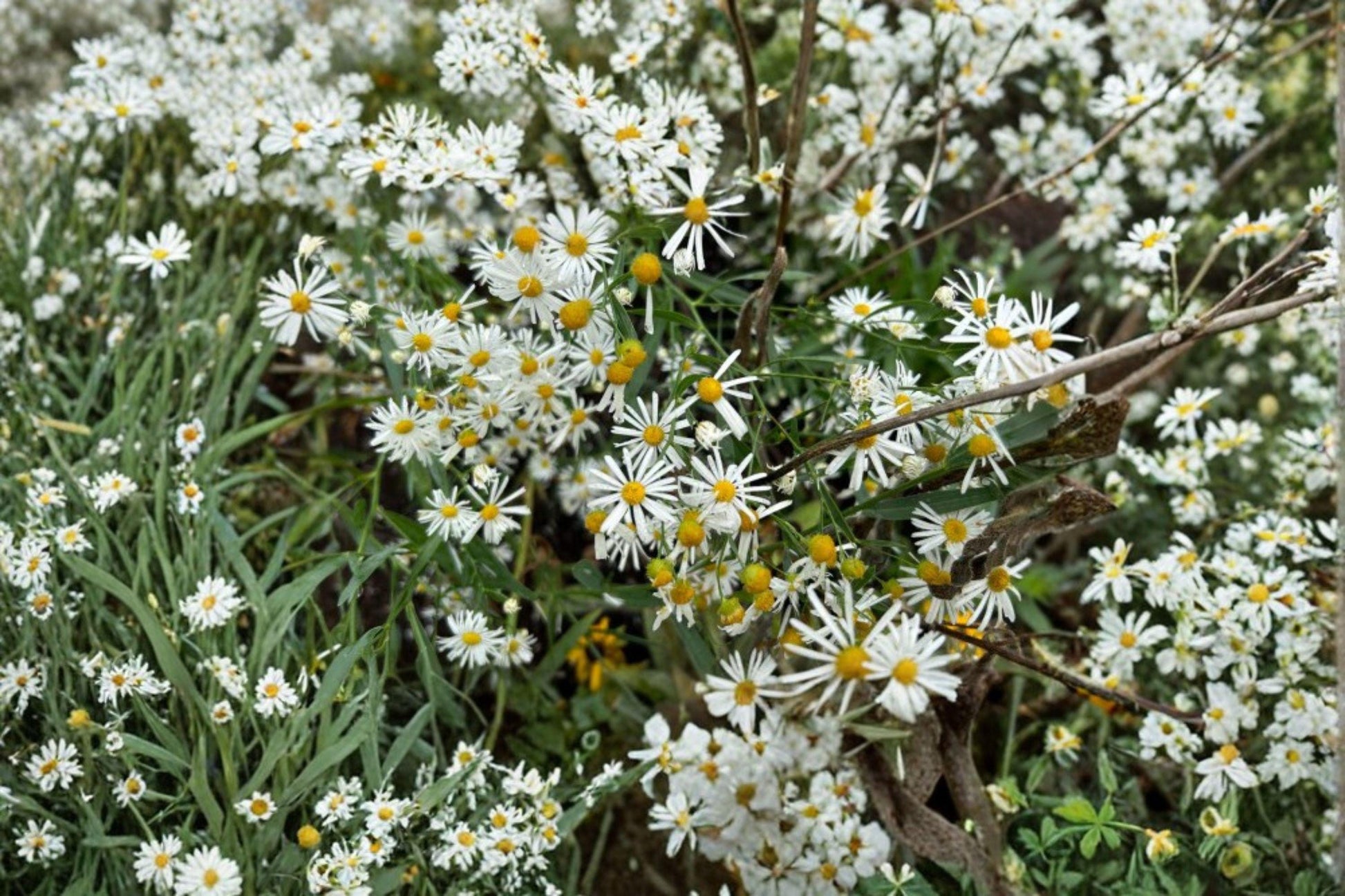 False Aster Seeds – 500 White Boltonia asteroides Wildflower for Pollinators, Native Perennial Plant