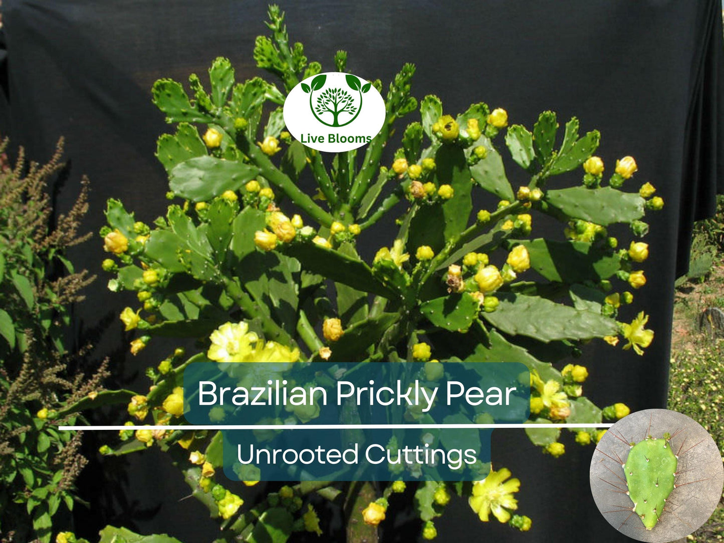 Brasiliopuntia brasiliensis Brazilian Prickly Pear Unrooted Cutting 1-2" Treelike Cactus for Xeriscaping & Propagation