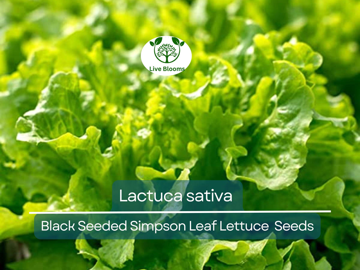 Black Seeded Simpson Leaf Lettuce Seeds - 700 Heirloom Seeds (Lactuca sativa) for Gardening & Fresh Harvests