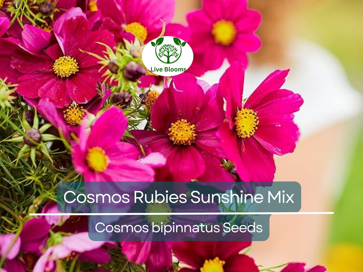 100 Seeds Cosmos Rubies Sunshine Mix - Red, Pale Yellow & Pink Perennial Wildflowers for Pollinators