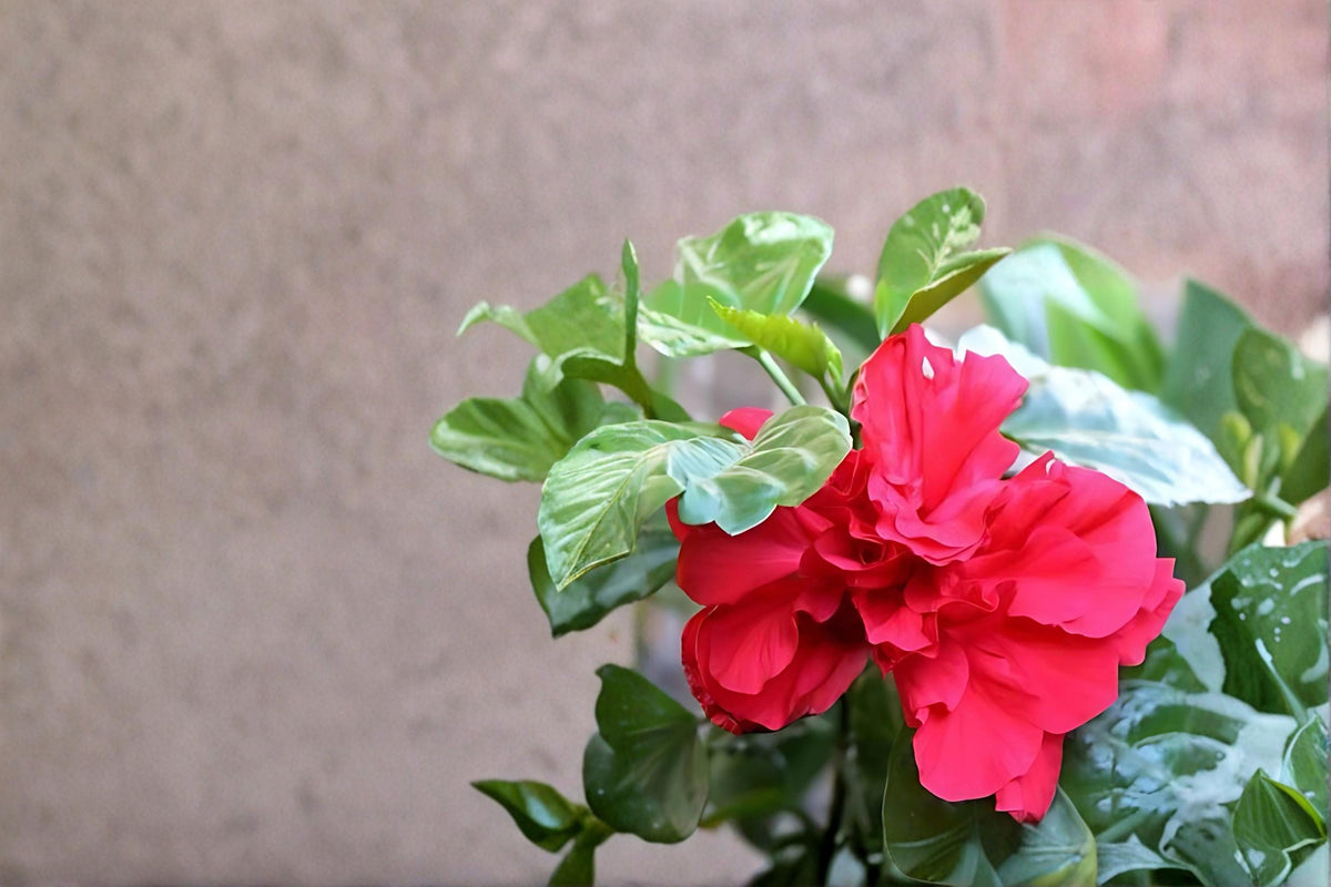 Red Althea Live Plants 2ft Tall - Hibiscus syriacus Rose of Sharon Shrub with Bold Red Blooms for Garden Landscapes
