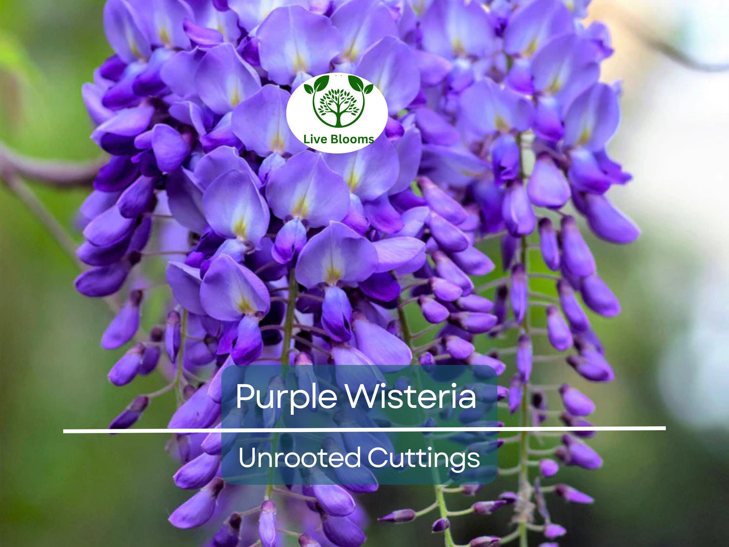 10 Hardy Purple Wisteria Unrooted Cuttings 6" - Fast-Growing Wisteria sinensis Vines for Pergolas & Gardens