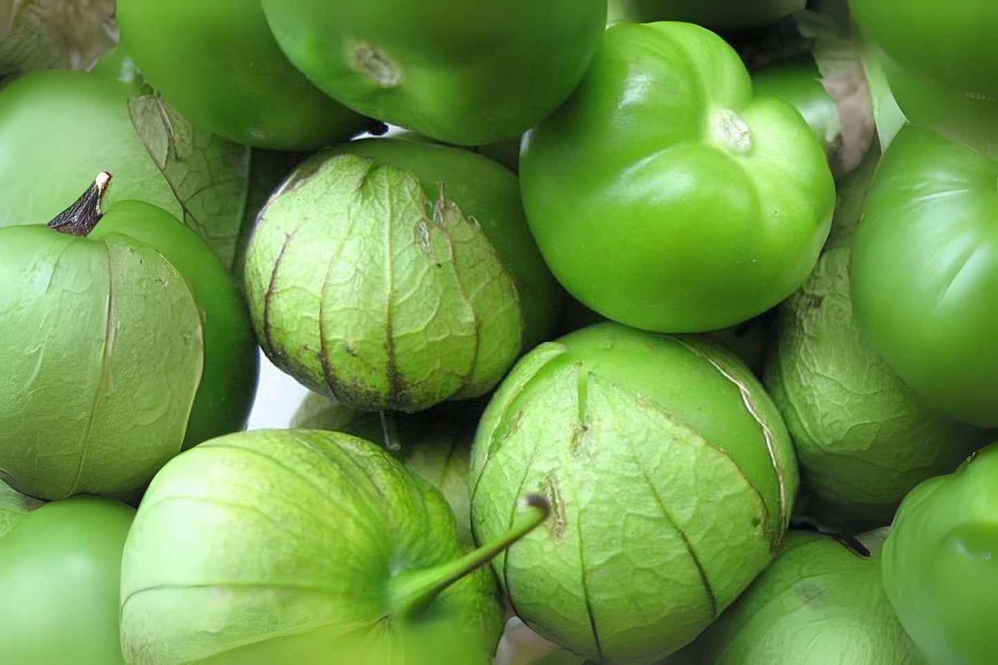 100 mg Tomatillo Verde Seeds | Heirloom Physalis philadelphica for Salsa & Culinary Use | Green Husks, Non-GMO, Full Sun Annual Vegetable