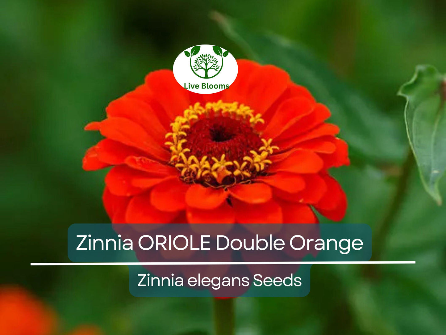 200 Seeds Zinnia ORIOLE Double Orange - Non-GMO, Attracts Songbirds, Butterflies & Hummingbirds