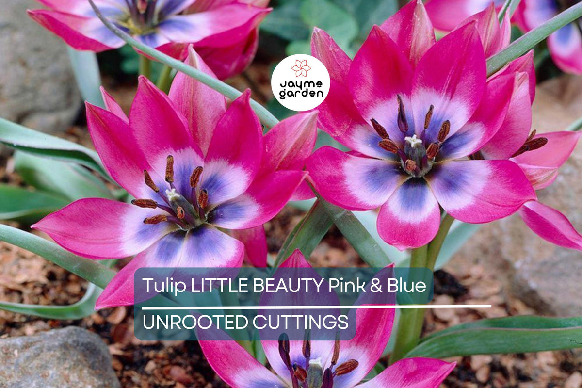 Dwarf Tulip Bulbs - 5 Tulipa ‘Little Beauty’, Pink & Blue Blooms, Perennial, Easy to Grow, Ideal for Containers & Gardens