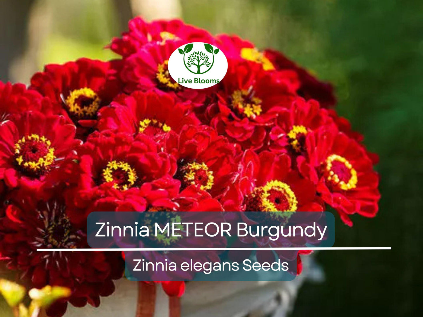 200 Zinnia Meteor Seeds - Burgundy Red Heirloom Flowers Attracting Pollinators