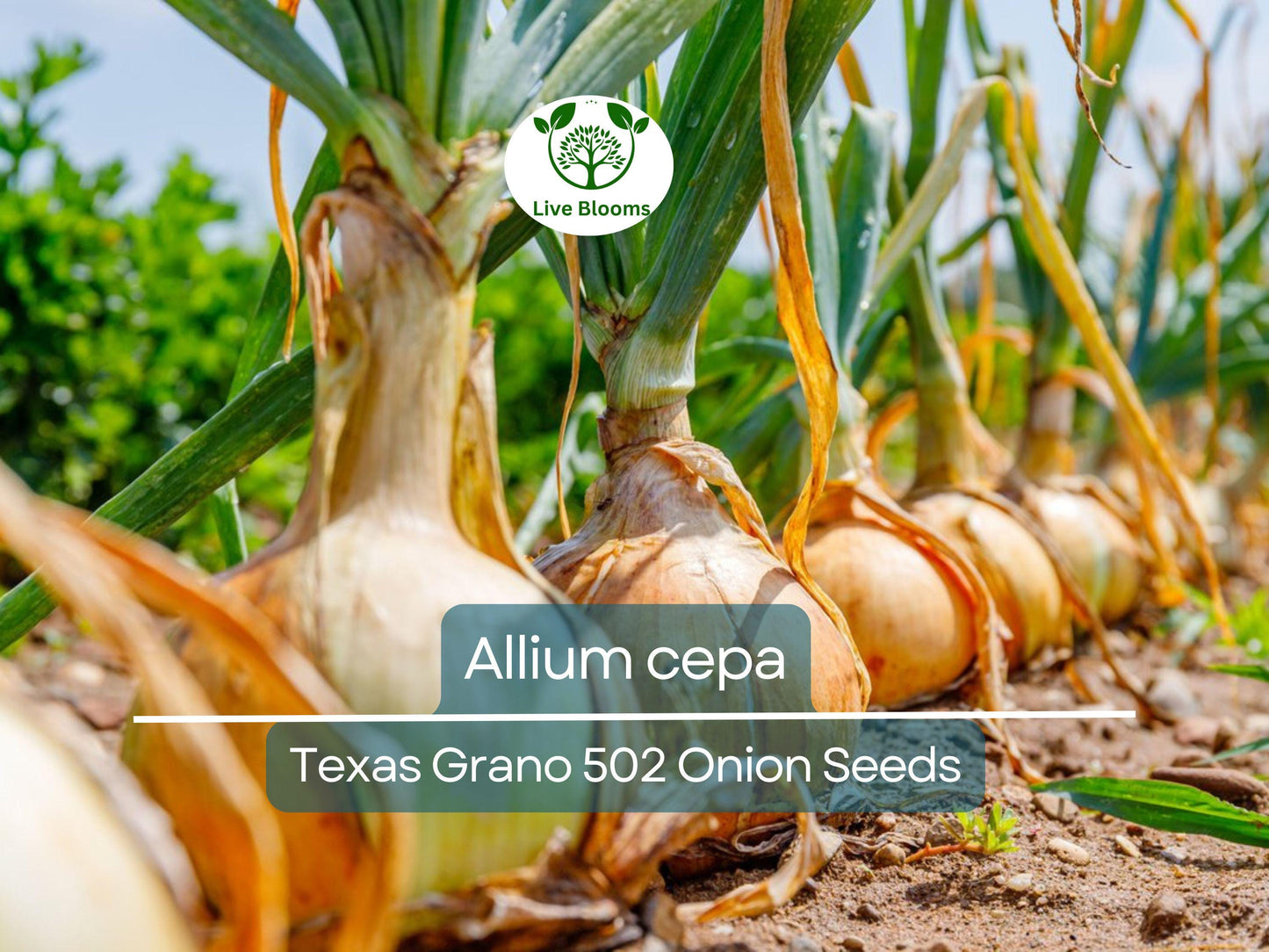 250 mg Texas Grano 502 Onion Seeds - Heirloom Sweet Allium cepa for Home Gardening