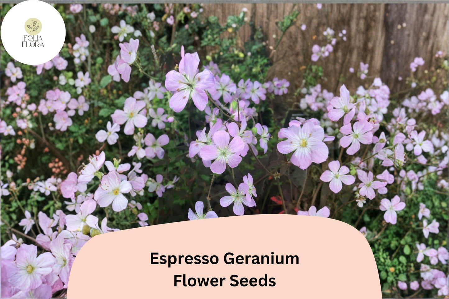 25+ Espresso Geranium Seeds | Pink Blooms & Dark Bronze Foliage | Hardy Perennial for Garden Beds