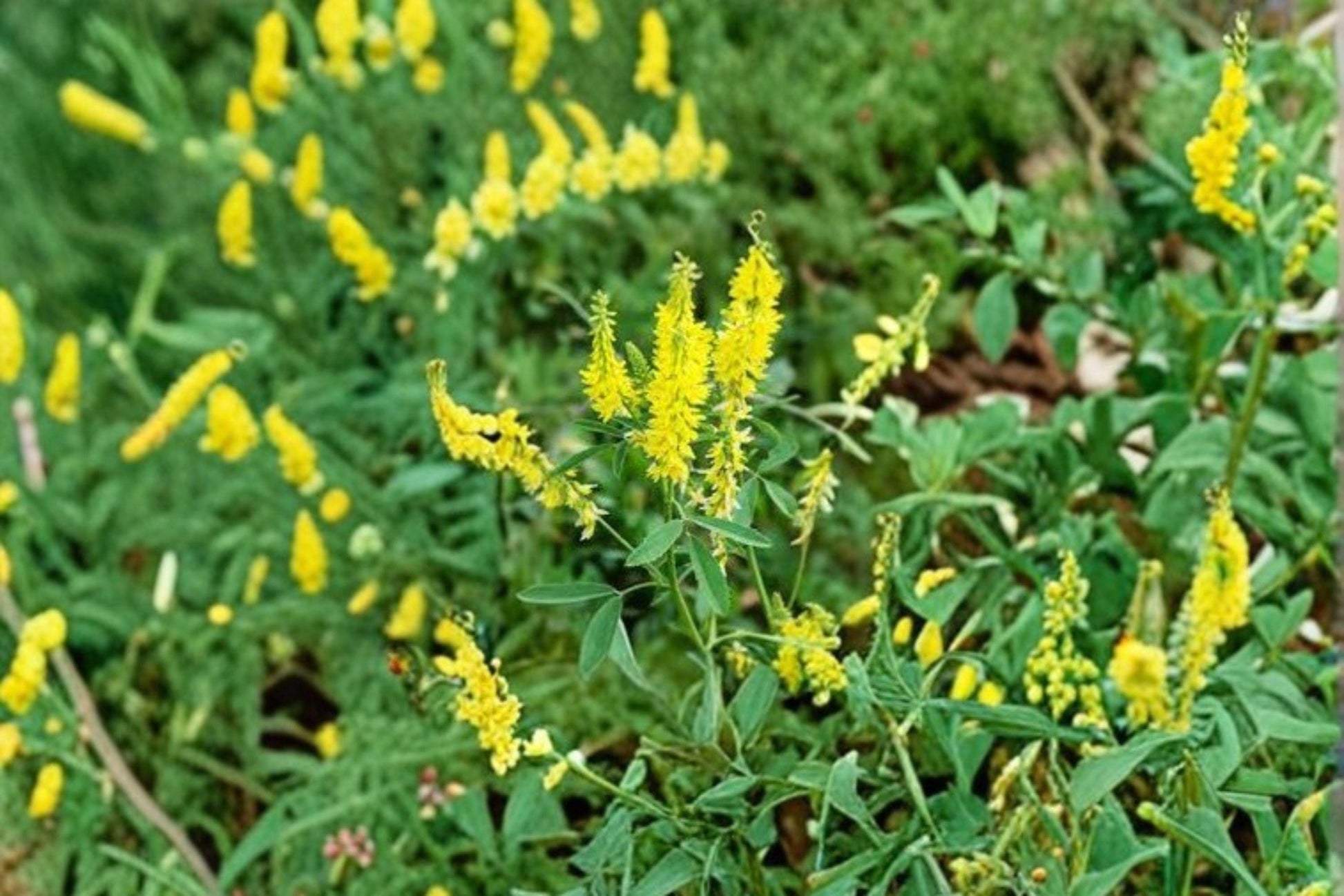 Yellow Sweet Clover Seeds – Melilotus officinalis – Cover Crop & Pollinator Plant – Nitrogen Fixer – Erosion Control Seeds