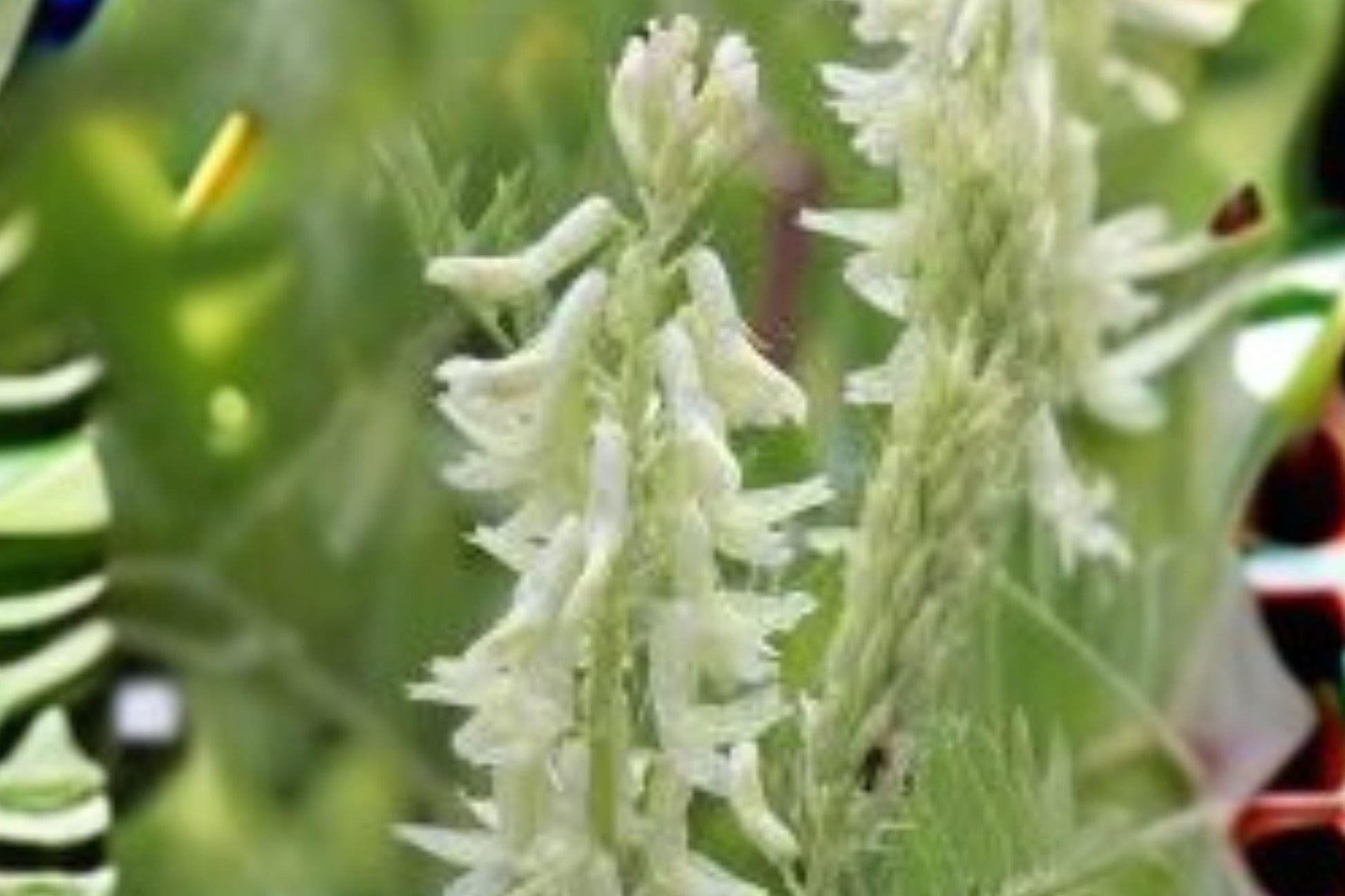 Astragalus convallarius Seeds — Drought-Tolerant Native Perennial for Xeriscape, Rock Gardens, Native Planting