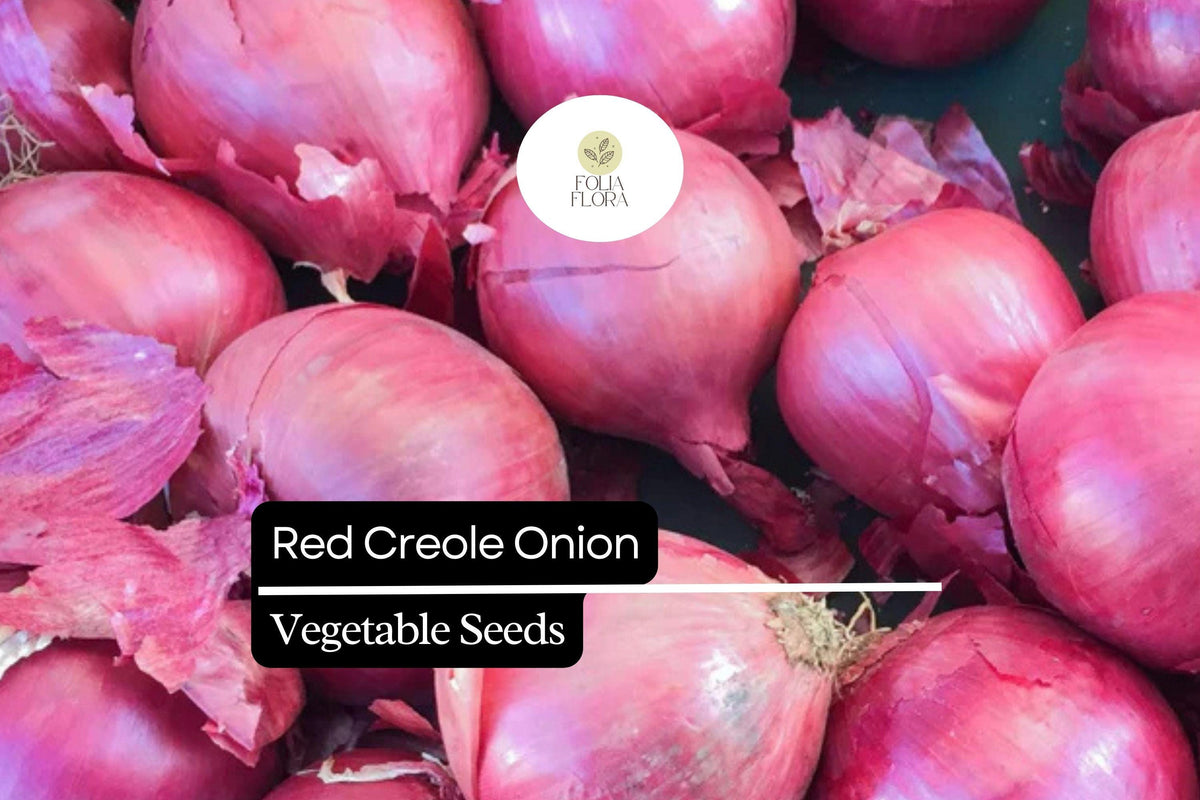 200 Seeds Red Creole Onion, Heirloom Variety, Flavorful Cooking Onion, Allium Cepa, Deep Red Color, Long Shelf Life