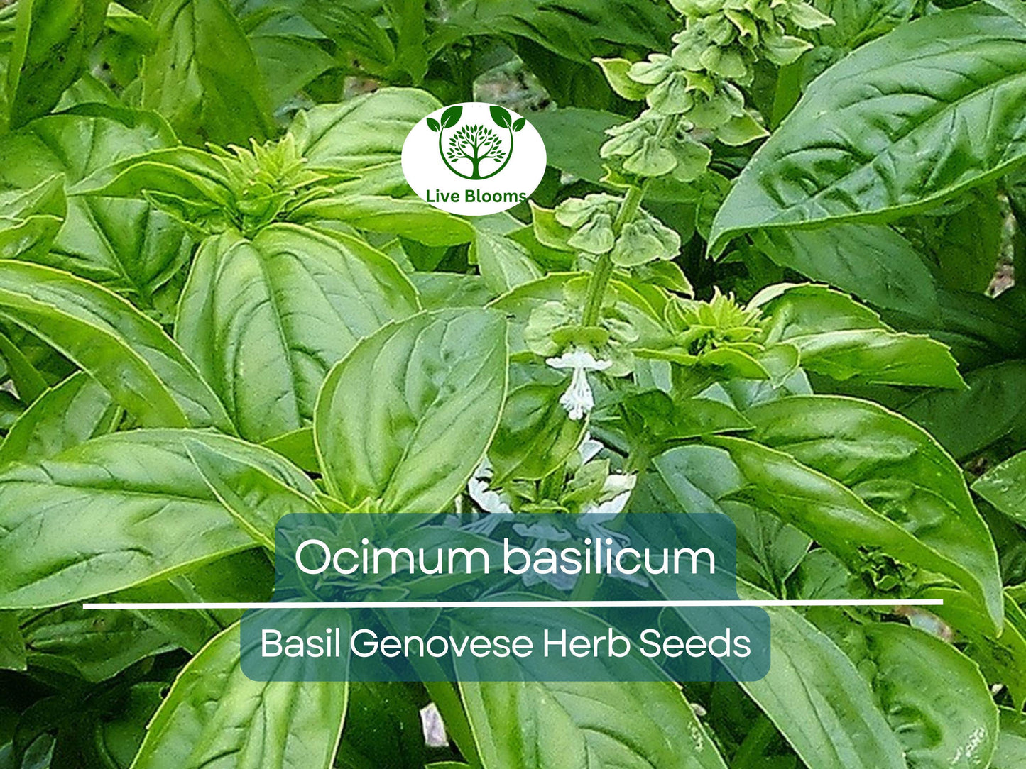 700 Organic Genovese Basil Seeds - Ocimum basilicum for Italian Cooking & Easy Growing