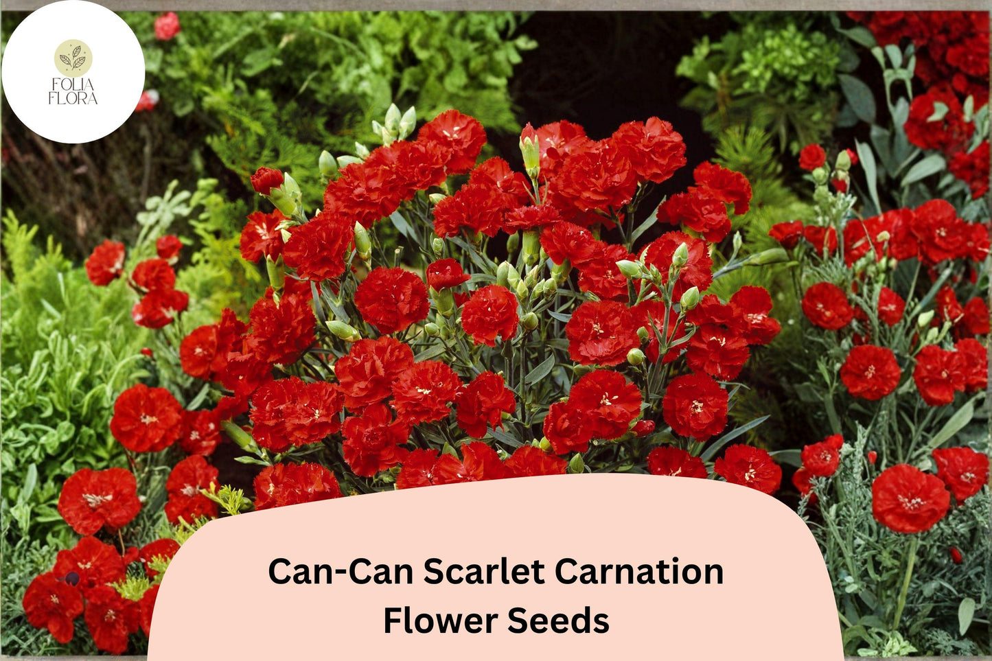 200+ Can-Can Scarlet Carnation Seeds | Bright Red Double Blooms | Dianthus caryophyllus
