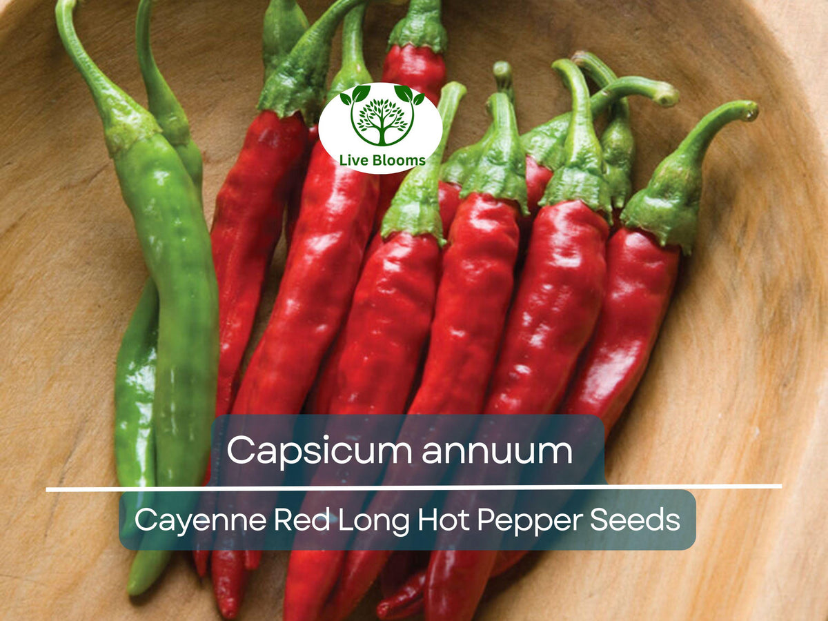 30 Seeds Hot Cayenne Red Long Pepper - Capsicum annuum | Heirloom Spicy Pepper Seeds for Gardening & Culinary Use