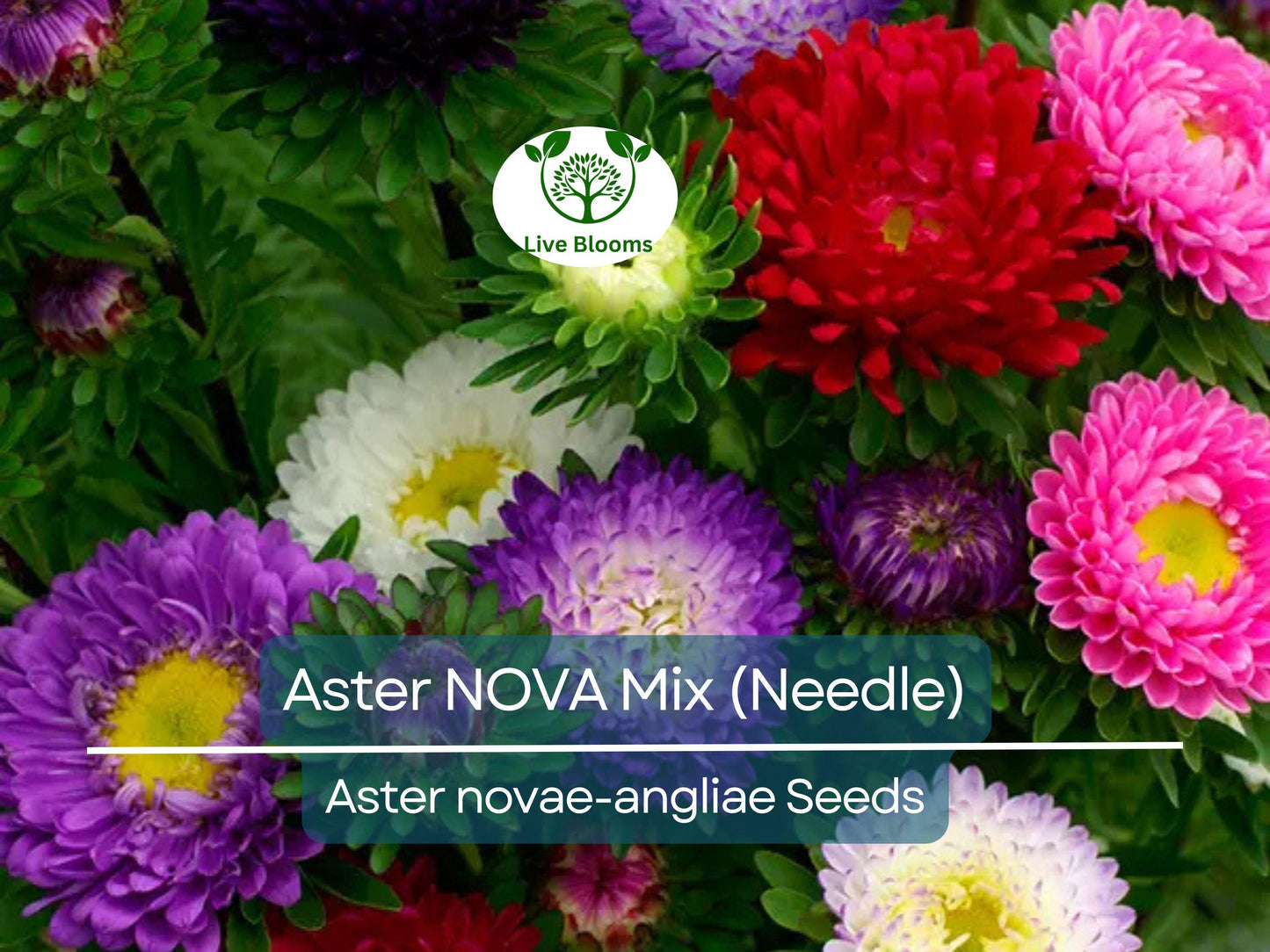 200 Seeds Aster NOVA Mix - Large Needle Flowers, Annual, Non-GMO, Attracts Bees & Butterflies