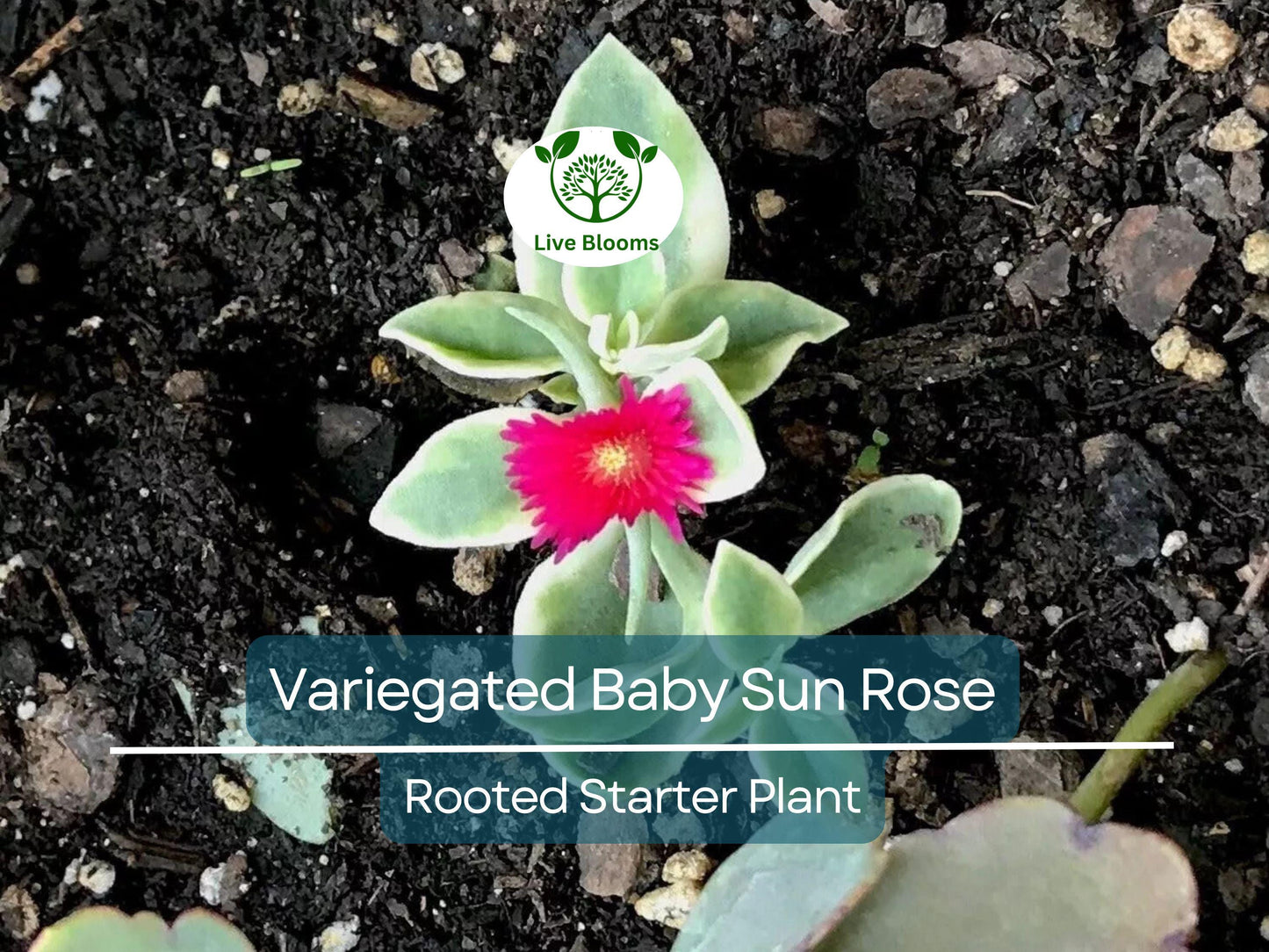 3 Variegated Baby Sun Rose Live Starter Plants - Aptenia Cordifolia Variegata Trailing Succulent Groundcover