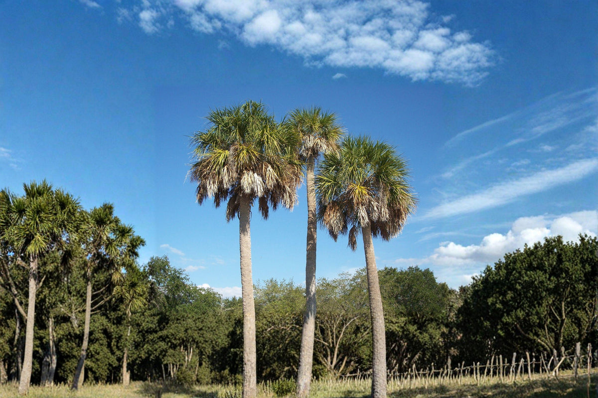 Cabbage Palm Seeds (5 Seeds) - Sabal Palmetto, Resilient Southern Palm for Coastal Gardens, Wildlife Habitat