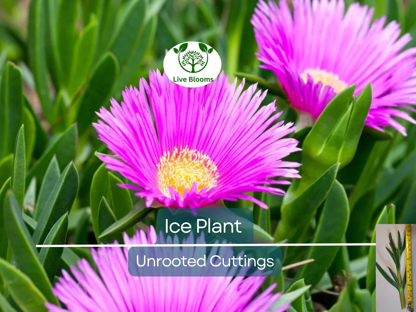 30x Magenta Delosperma Cooperi Hardy Ice Plant Unrooted Cuttings 5-6" | Vibrant Ground Cover & Easy Rooting