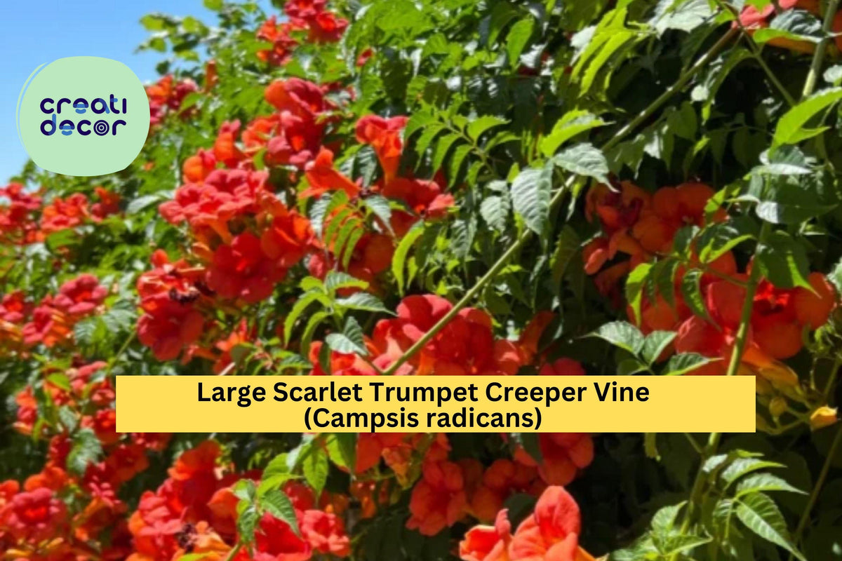 Scarlet Trumpet Creeper Vine - 18" Live Bare-Root Hummingbird Vine - Campsis radicans - Red-Orange Blooms for Garden Trellis