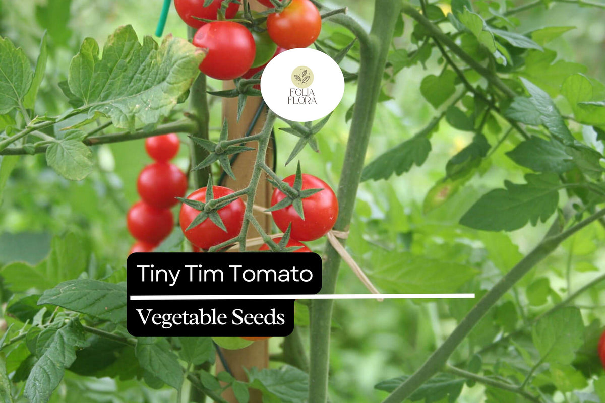 Tiny Tim Tomato Seeds - Dwarf Cherry Variety, Compact & High-Yield, Solanum lycopersicum - Ideal for Containers & Small Spaces