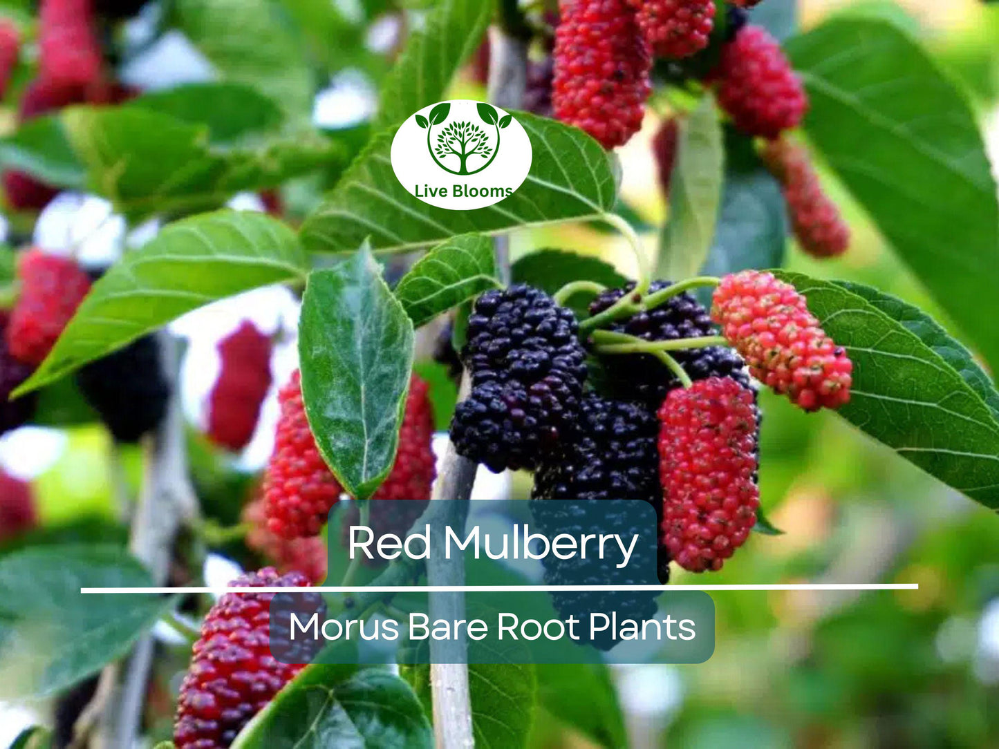 3 Red Mulberry Trees Morus Rubra Bare Root 12-24 Inch Native Shade Tree with Sweet Berries