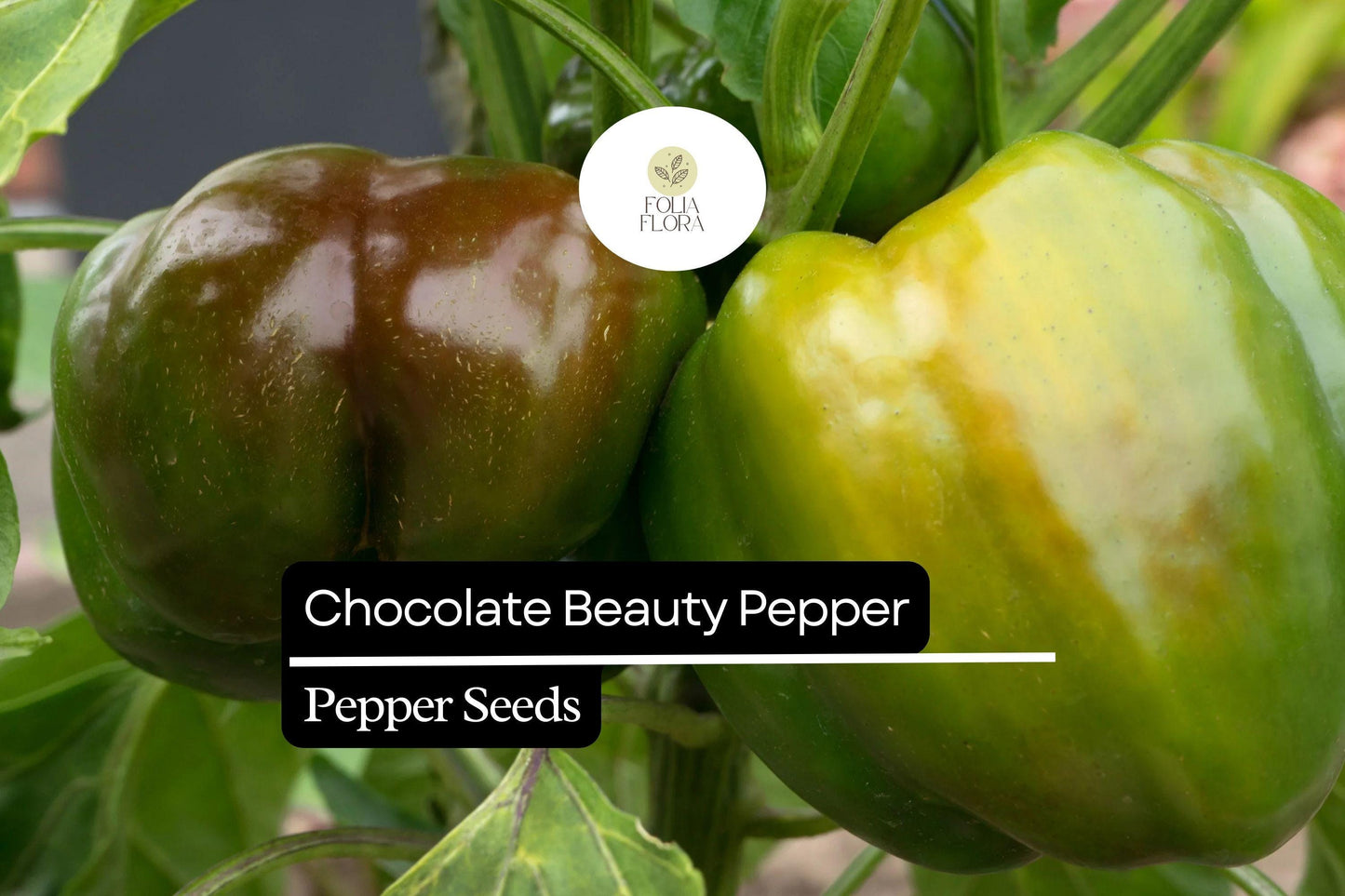25 Chocolate Beauty Pepper Seeds – Heirloom Sweet Bell Pepper with Rich Chocolate Color, Non-GMO
