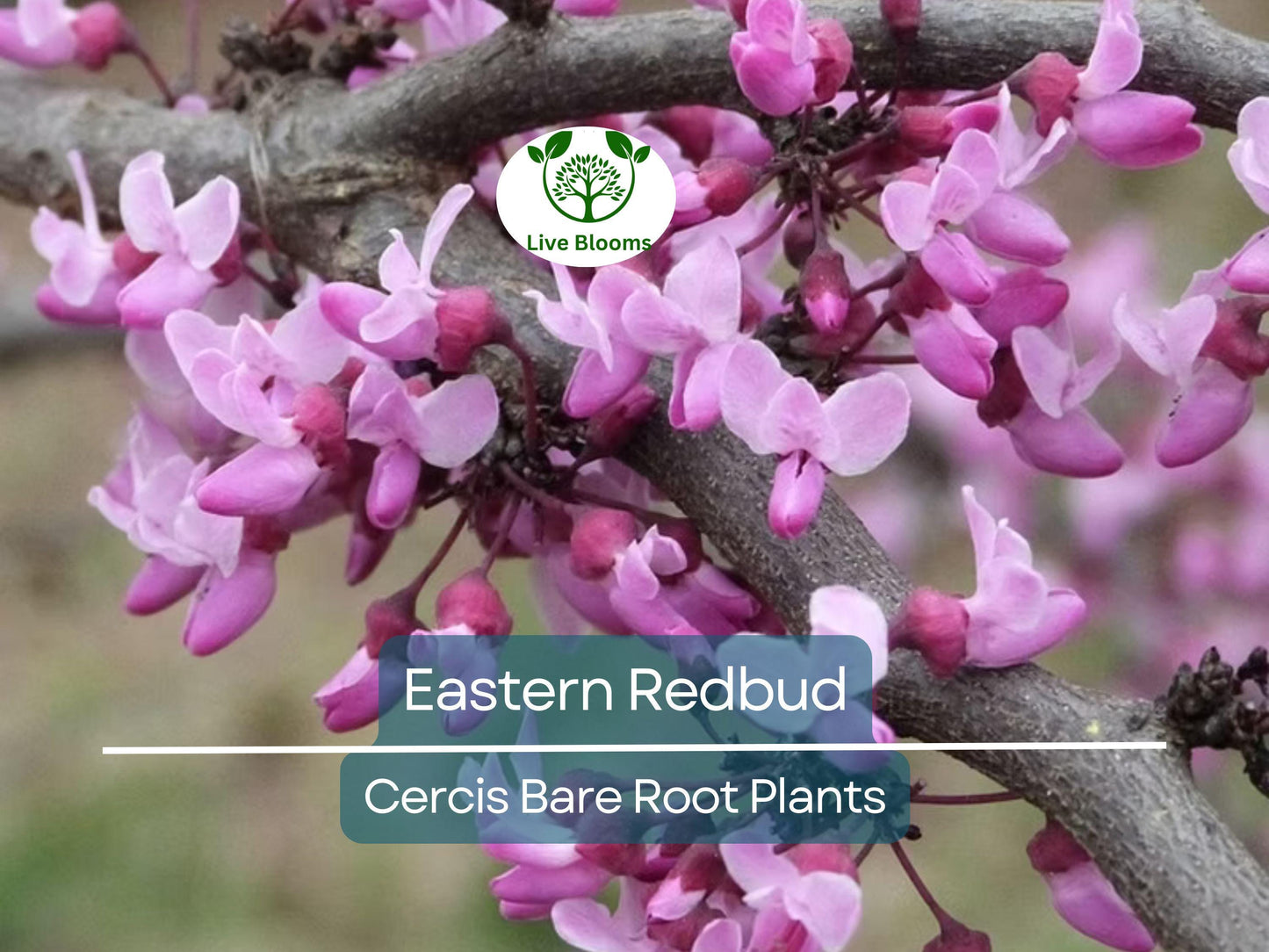 3 Eastern Redbud Trees - Cercis canadensis - 14–18" Live Bare Root - Native, Pink Blooms, Cold Hardy
