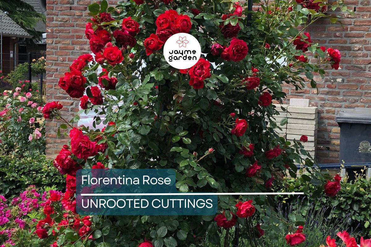 Florentina Rose Cuttings - 3 Fresh Climbing Rose Cuttings - Rosa ‘Florentina’ - Rare Vibrant Red Blooms for Grafting & Rooting