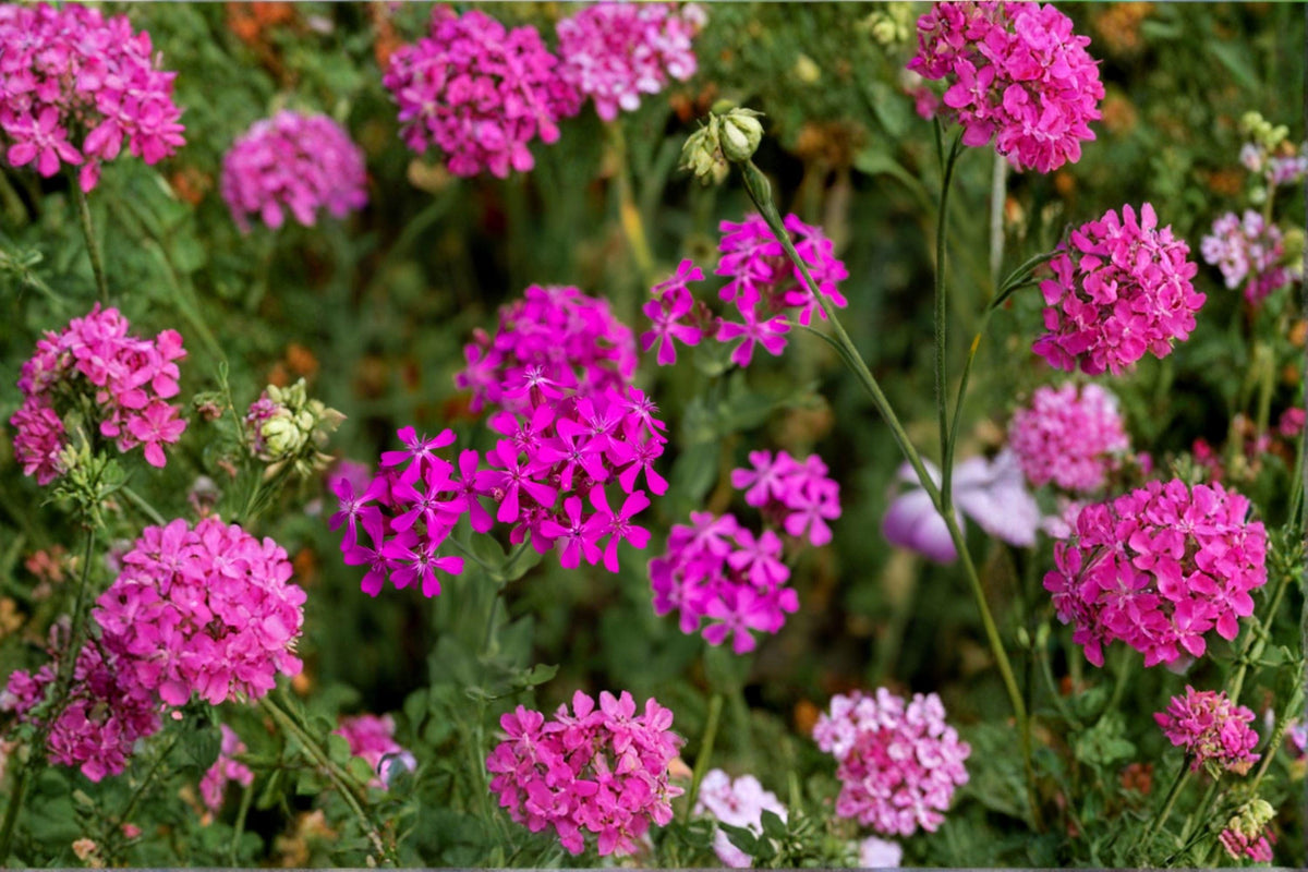 Catchfly Seeds - 100 Count - Bright Pink Blooms - Silene armeria - Sweet William Wildflower - Pollinator Friendly Annual