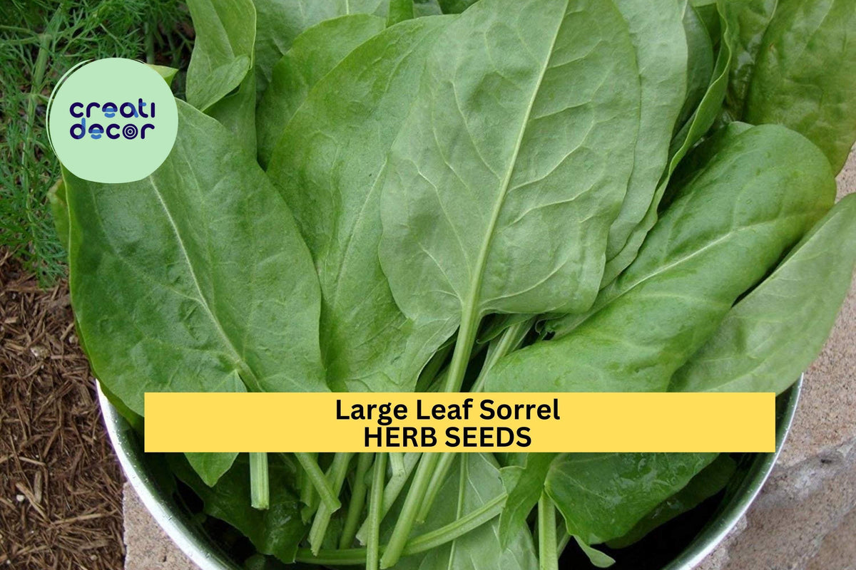 3pcs 250mg Large Leaf Sorrel Seeds - Fast Growing Tangy Culinary Herb for Salads & Sauces