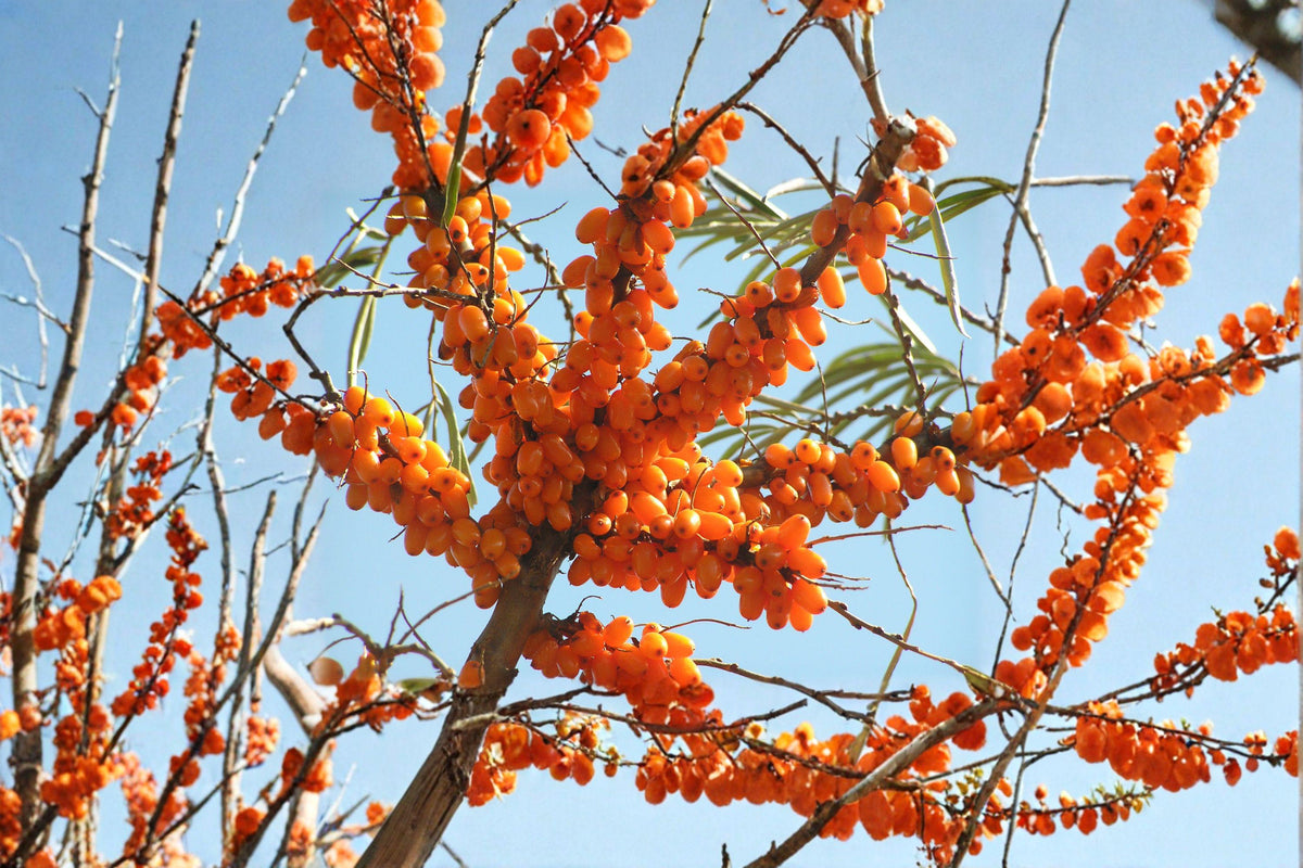 Sea Buckthorn Seeds | 20 Hardy Berry Seeds | Vibrant Orange Superfruit | Hippophae rhamnoides | Edible Shrub for Gardens