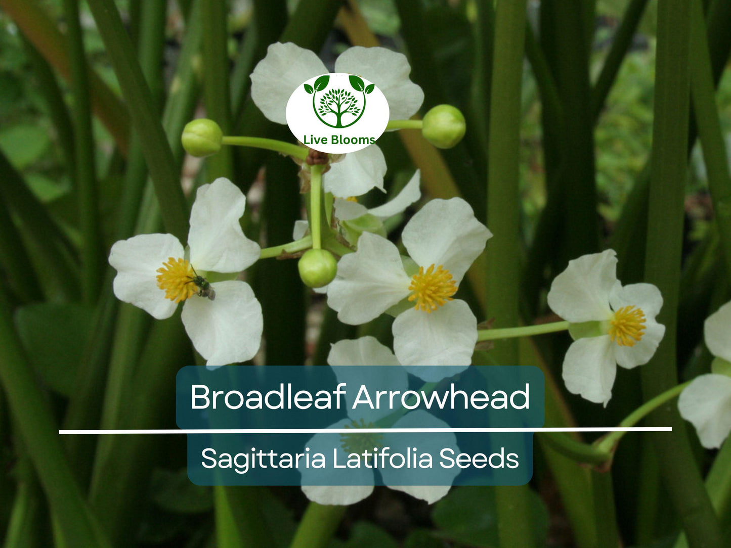 1000 Broadleaf Arrowhead Flower Seeds (Sagittaria latifolia) for Water Gardens & Ponds