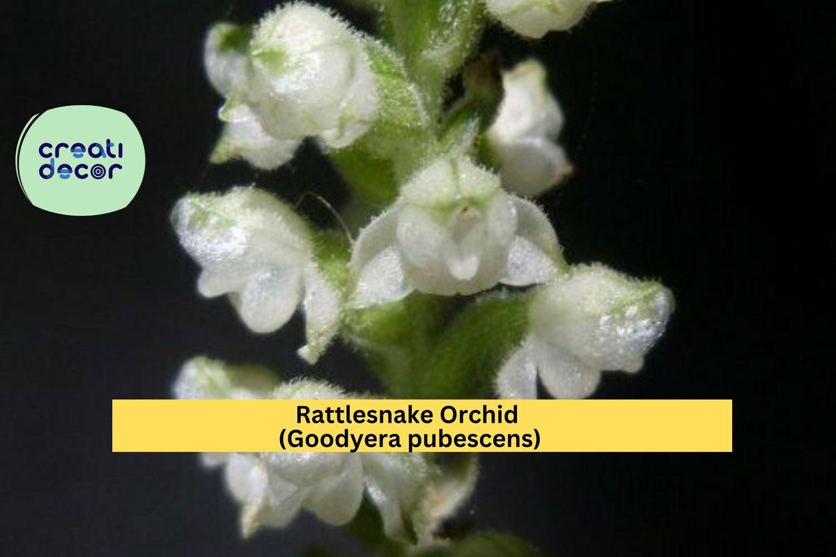 Rattlesnake Orchid Plant Set of 5 | Goodyera pubescens Perennial Terrestrial Orchid for Shade Gardens