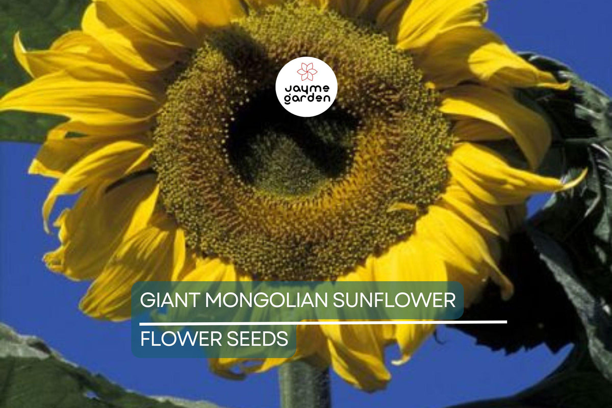 Giant Mongolian Sunflower Seeds - 30 Non-GMO Heirloom Seeds for Massive 18" Blooms, Helianthus annuus, USA Seller