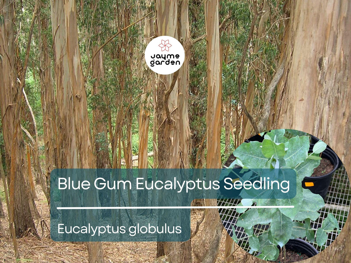 Live Starter Plant 2′-3′ Blue Gum Eucalyptus - Aromatic Tree for Gardens & Landscaping (Eucalyptus globulus)