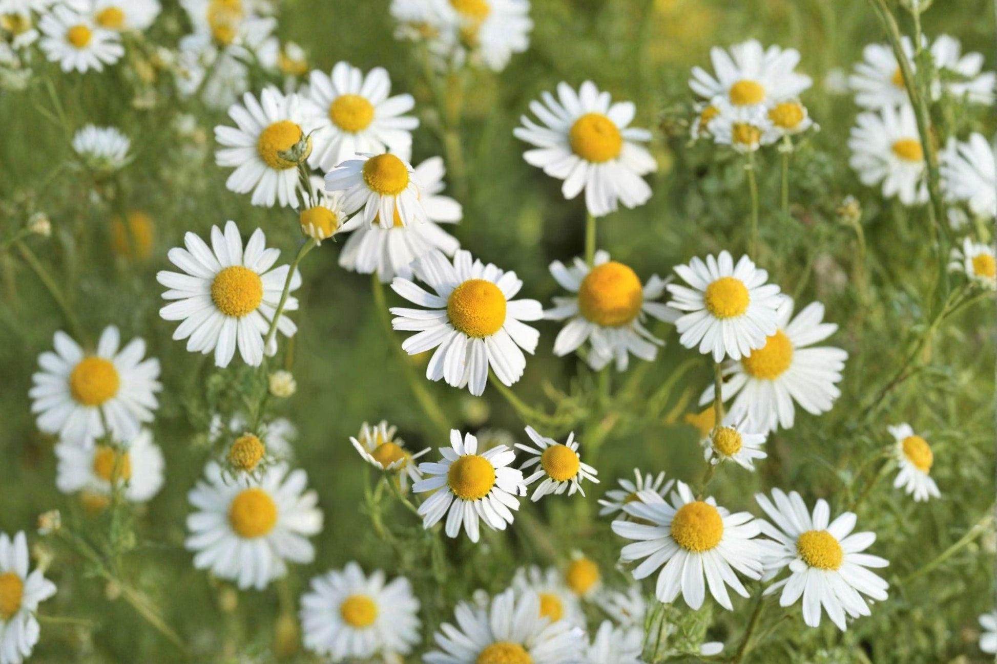 German Chamomile Seeds – Matricaria recutita – Herbal Tea Flower – Medicinal Herb – Pollinator Plant – 100 Seeds