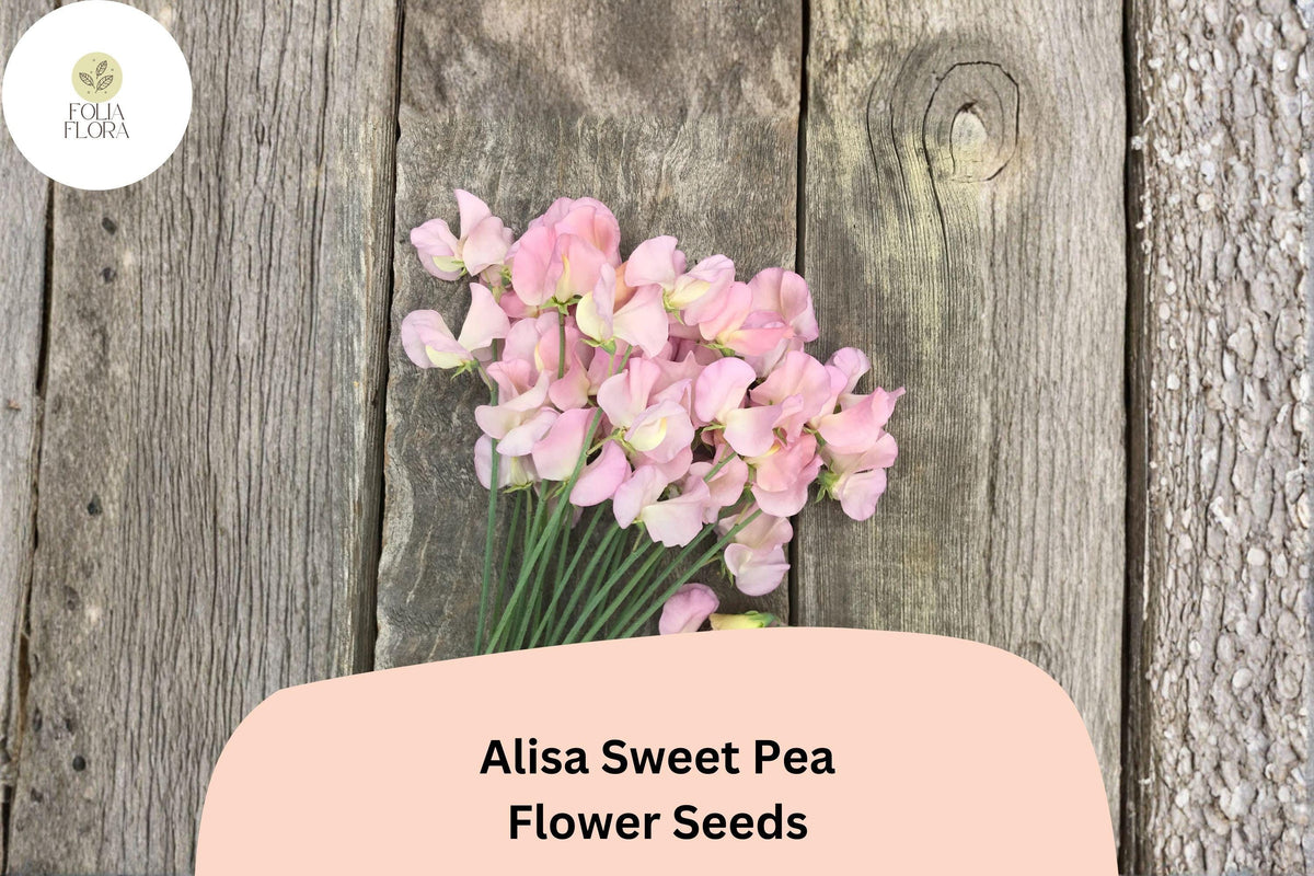 50+ Alisa Sweet Pea Seeds | Fragrant Pink Climbing Flowers | Lathyrus odoratus for Garden Trellises