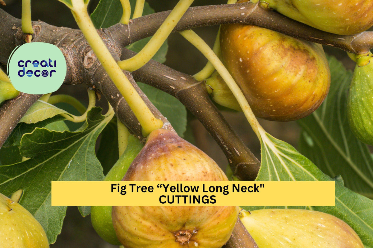 1 Starter Plant Yellow Long Neck Fig Tree | Sweet Rare Ficus Carica | Ideal for Containers & Gardens