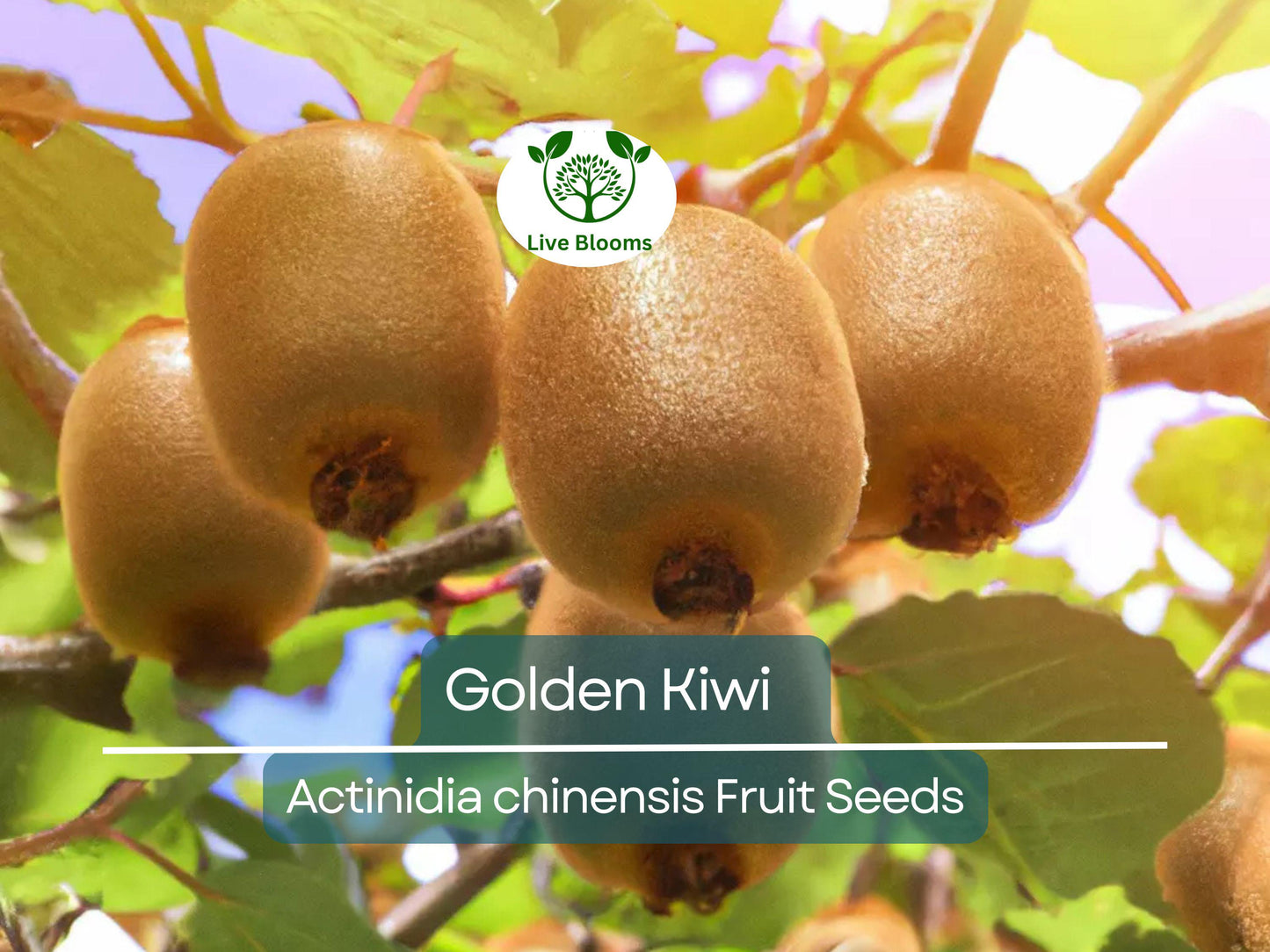50 Golden Kiwi Seeds (Actinidia chinensis) - Fast Growing Edible Fruit Vine for USDA Zones 7-9