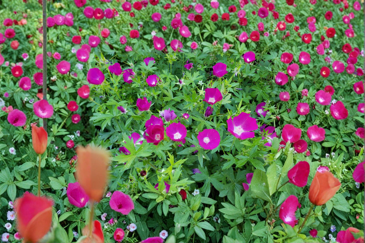 Purple Poppy Mallow Seeds – 10 Pack of Callirhoe involucrata – Drought-Tolerant Native Perennial Groundcover Wildflower Seeds