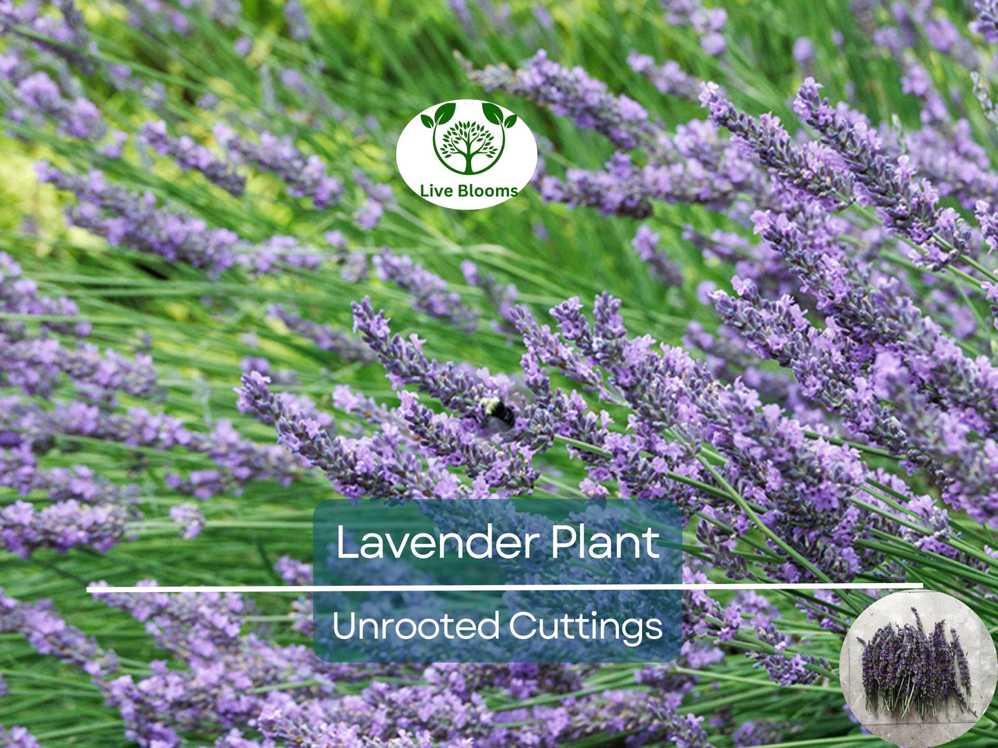 15 Organic Live California Lavender 6" Unrooted Cuttings - Fragrant & Easy to Grow Lavender Plants