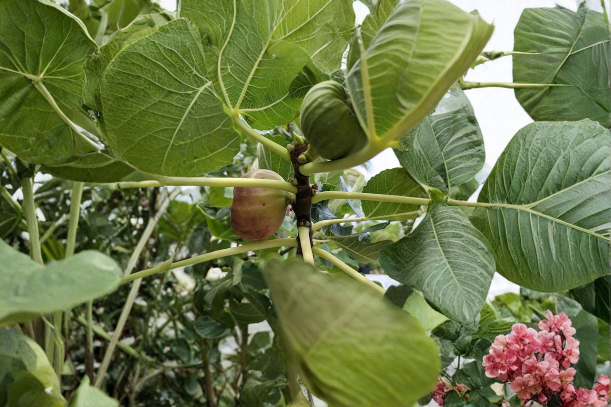 Texas Blue Giant Fig Cuttings 6-8" Unrooted Dormant Ficus carica - Vigorous Fruit Tree for Home Orchard