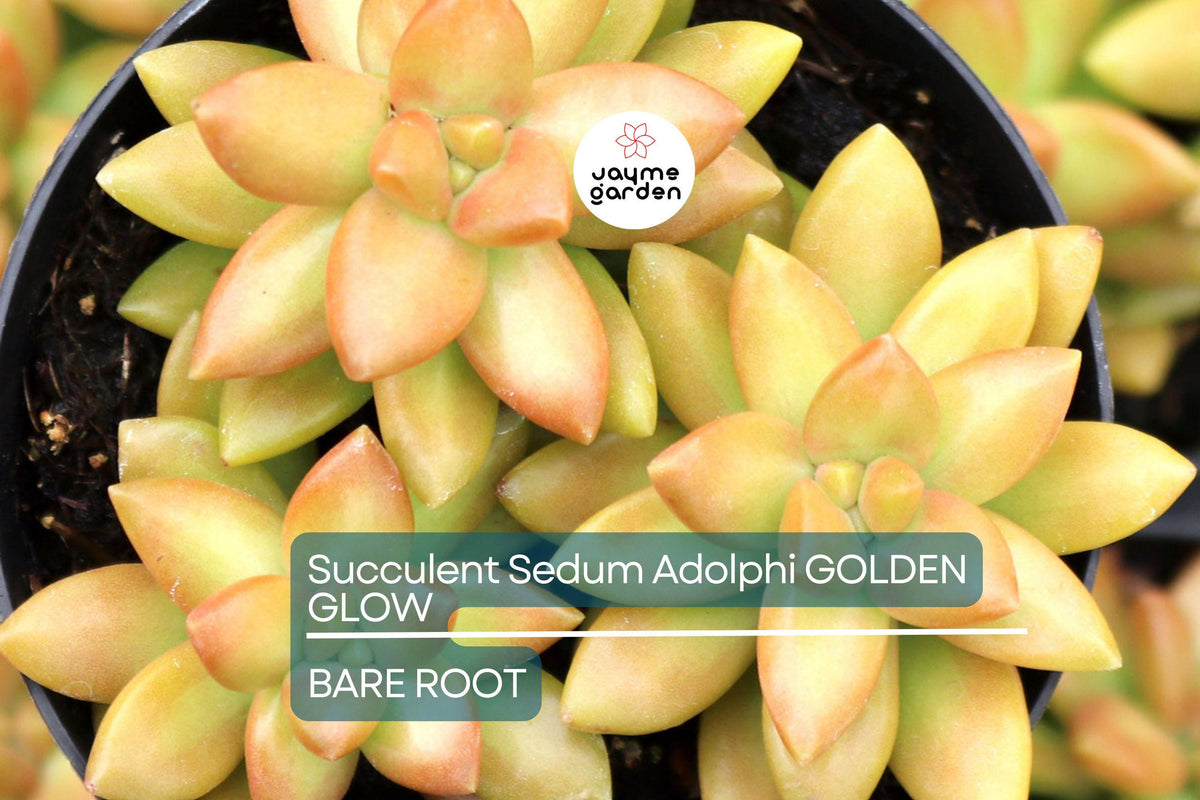 Sedum Adolphi Golden Glow Cuttings - 3 Live Yellow-Green Succulent Cuttings with Orange-Red Highlights, Sedum adolphi