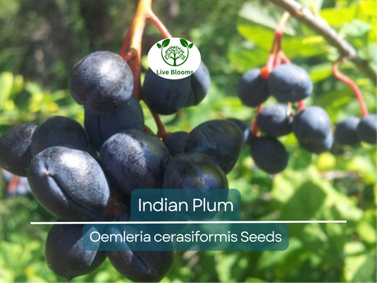10 Indian Plum Seeds | Oso Berry (Oemleria cerasiformis) Fast-Growing Edible Shrub for Gardens & Wildlife