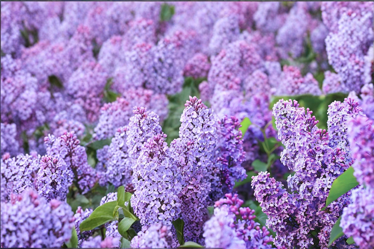 Old Fashioned Lilac Live Plants - 2 Bare Root Purple Flowering Shrubs (Syringa vulgaris) for Garden Borders and Hedges