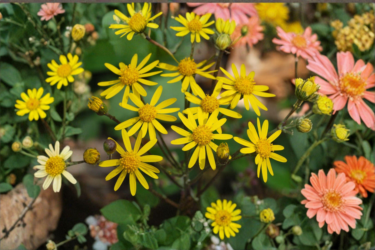 Golden Ragwort Seeds - 75 Pack - Native Perennial, Early Spring Bloom, Packera Aurea for Shade Gardens & Pollinator Habitats