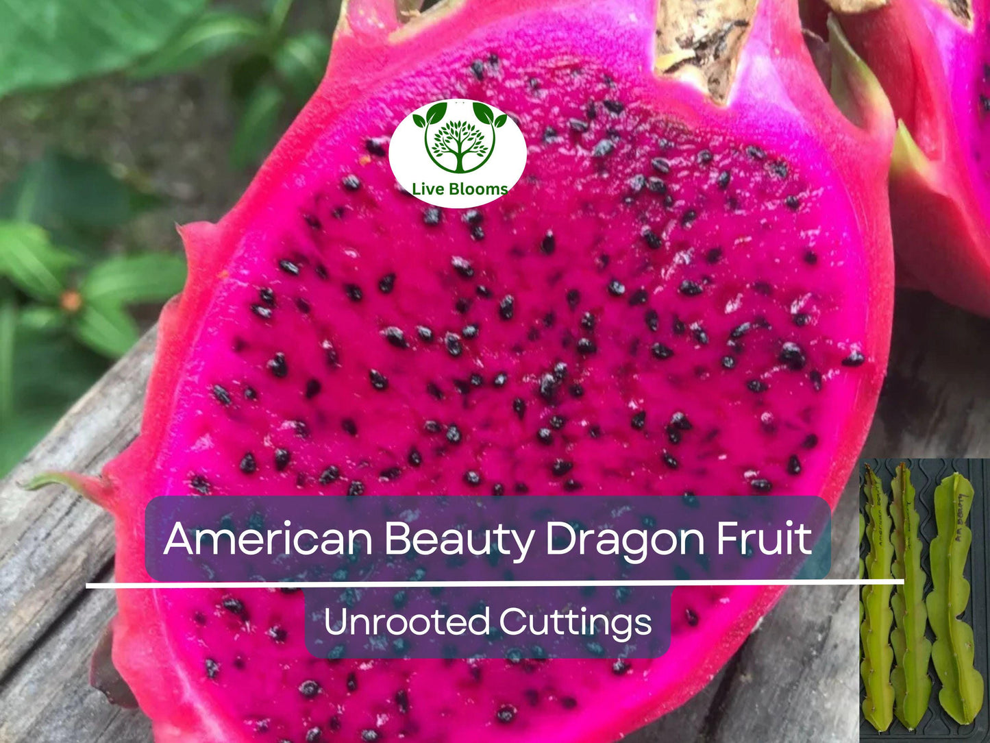 3 American Beauty Dragon Fruit Unrooted Cuttings 8-10" | Self-Pollinating Edible Hylocereus undatus Cactus